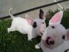 Puppies for sale Russia, Moscow , Bull Terrier