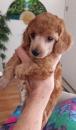 Puppies for sale United Kingdom, Edinburgh Poodle