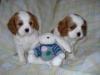 Puppies for sale United Kingdom, Bradford , cavalier king charles spaniel