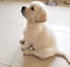 Puppies for sale Spain, Badajoz , labrador
