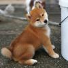 Puppies for sale Italy, Salerno , Shiba Inu