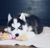 Puppies for sale Cyprus, Limassol , Husky
