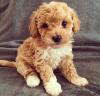 Puppies for sale Italy, Bologna Other breed, BICHPOO