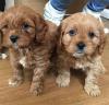 Puppies for sale Italy, Rome , cavapoo
