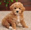 Puppies for sale Georgia, Zugdidi Poodle