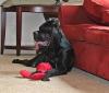 Puppies for sale Belgium, Bruges Other breed