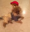 Puppies for sale USA, Pennsylvania Pomeranian Spitz