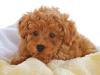 Puppies for sale Latvia, Jelgava Poodle