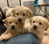 Puppies for sale Italy, Caserta Labrador