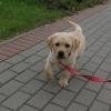 Puppies for sale Greece, Athens Golden Retriever