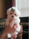 Puppies for sale Spain, Granada Maltese