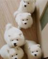 Puppies for sale Italy, Milan Samoyed dog (Samoyed)