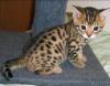 Puppies for sale Belgium, Brussels Other breed