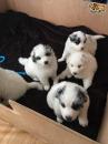 Puppies for sale Belgium, Antwerp Samoyed dog (Samoyed)