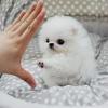 Puppies for sale Cyprus, Paphos Pomeranian Spitz
