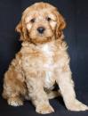 Puppies for sale Cyprus, Strovolos , Cockapoo