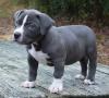 Puppies for sale Belgium, Liege , Pit bull terrier