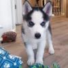 Puppies for sale Italy, Genoa Other breed