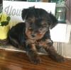 Puppies for sale Cyprus, Limassol Yorkshire Terrier