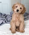 Puppies for sale Germany, Dortmund , Cockapoo