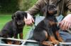 Puppies for sale Slovakia, Bratislava Doberman