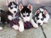 Puppies for sale Hungary, Pech Haski