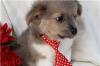 Puppies for sale Greece, Piraeus Chihuahua