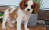 Puppies for sale Sweden, Norcheping King Charles Spaniel