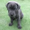Puppies for sale Netherlands, Borne Other breed
