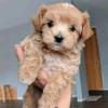 Puppies for sale Cyprus, Limassol , maltipoo