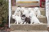 Puppies for sale Finland, Rovaniemi Other breed, Alaskan Malamute