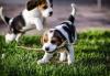 Puppies for sale Cyprus, Ayia Napa Beagle