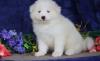 Puppies for sale Cyprus, Paphos Samoyed dog (Samoyed)