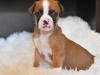Puppies for sale Netherlands, Maastricht Boxer