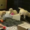 Puppies for sale Cyprus, Larnaca Golden Retriever