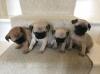 Puppies for sale Denmark, Odense Pug