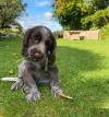 Puppies for sale Greece, Thessaloniki Cocker Spaniel