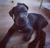 Puppies for sale Netherlands, Dordrecht Other breed