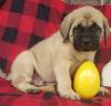 Puppies for sale United Kingdom, Southport Bullmastiff