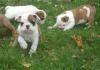 Puppies for sale Poland, Warsaw English Bulldog