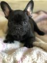 Puppies for sale Sweden, Mutal French Bulldog