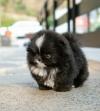Puppies for sale Netherlands, Eindhoven Pomeranian Spitz