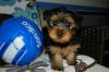 Puppies for sale Lithuania, Vilnius Yorkshire Terrier