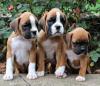 Puppies for sale Cyprus, Protaras Boxer