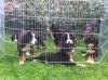 Puppies for sale Cyprus, Nicosia Bernese Mountain Dog