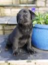 Puppies for sale Sweden, Vesteros Labrador