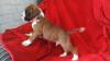 Puppies for sale Sweden, Norcheping Boxer