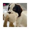 Puppies for sale Belgium, Liege Cocker Spaniel