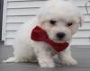 Puppies for sale Germany, Augsburg Bichon
