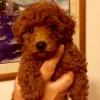 Puppies for sale Cyprus, Larnaca Toy-poodle